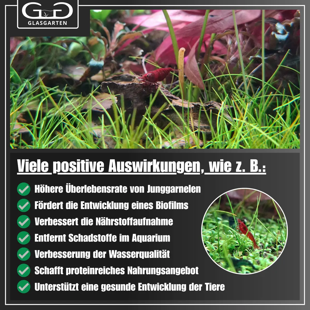 GlasGarten Bacter AE Content 70 g | Aquarium Microorganisms & Enzymes for Shrimp & Fish - view 7