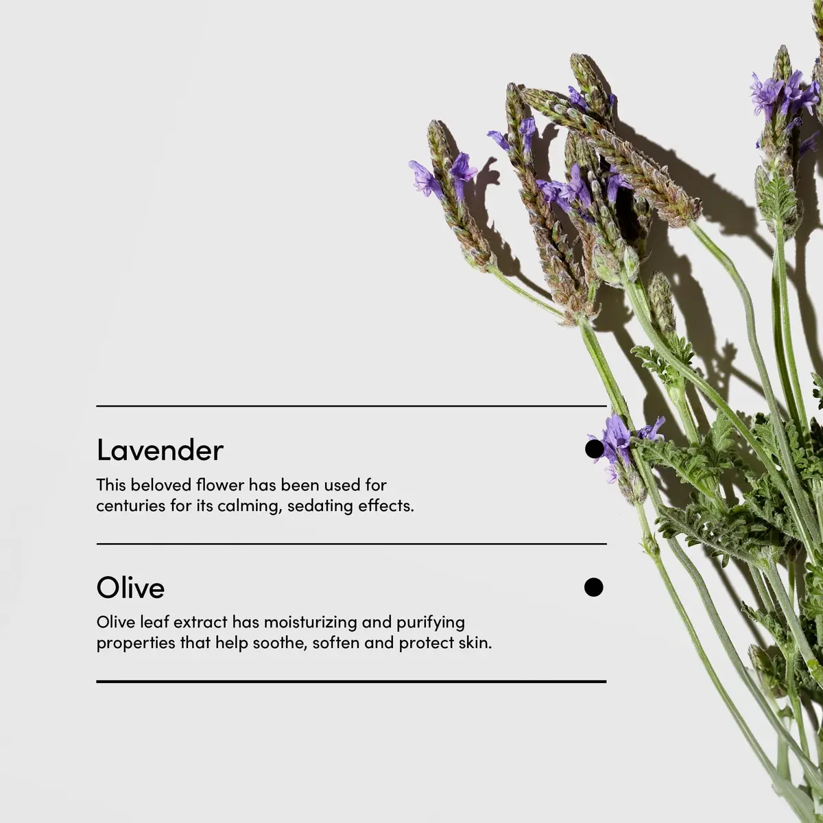 LATHER Lavender & Olive Foaming Body Scrub 4 Oz | Gentle Exfoliating & Hydrating for All Skin Types - view 4