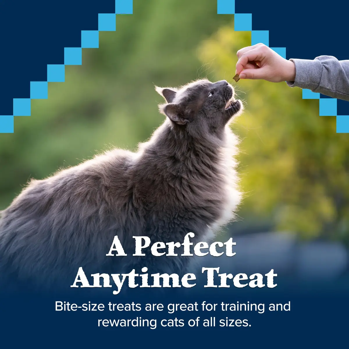 Blue Buffalo Wilderness Tasty Salmon Crunchy Cat Treats 340g (12 oz) | Grain-Free, Real Salmon First - view 4