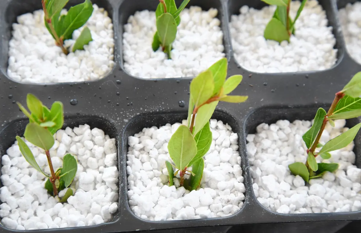 Perfect Plants Organic Perlite 1 qt | Improves Soil Drainage & Aeration for Container Plants - view 4