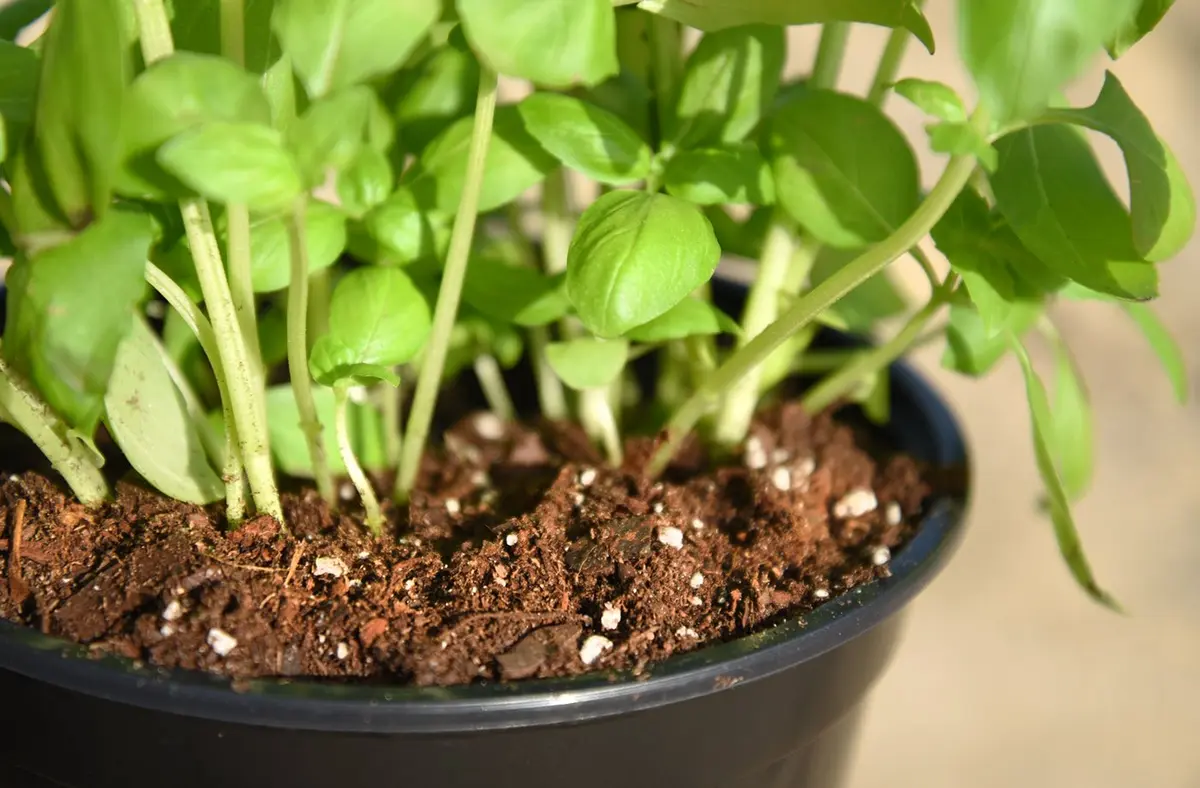 Perfect Plants Organic Perlite 1 qt | Improves Soil Drainage & Aeration for Container Plants - view 2