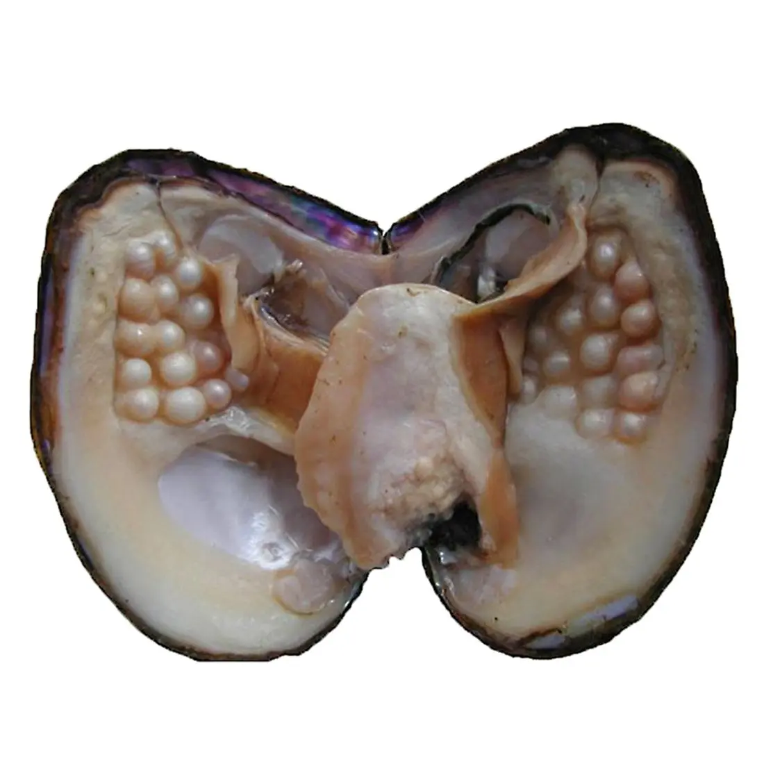 POSHOPS Freshwater Cultured Big Oysters with Pearls Inside | Natural Shape & Size for Crafting - main product image
