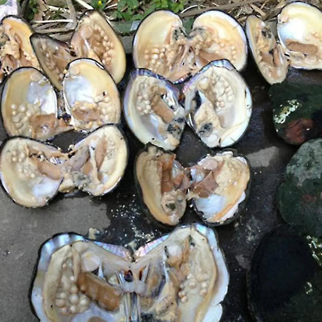 POSHOPS Freshwater Cultured Big Oysters with Pearls Inside | Natural Shape & Size for Crafting - view 2