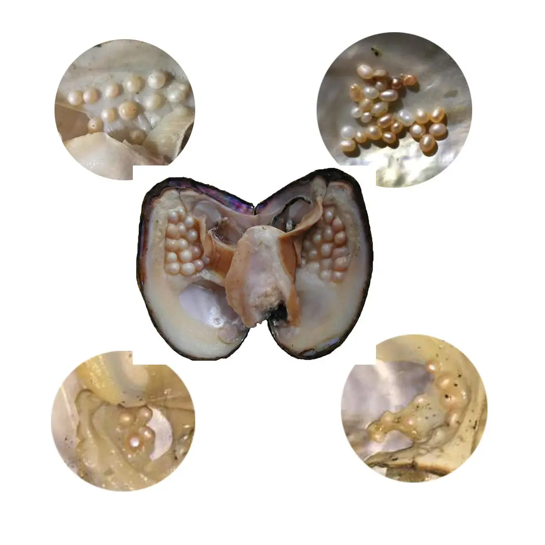 POSHOPS Freshwater Cultured Big Oysters with Pearls Inside | Natural Shape & Size for Crafting - view 4