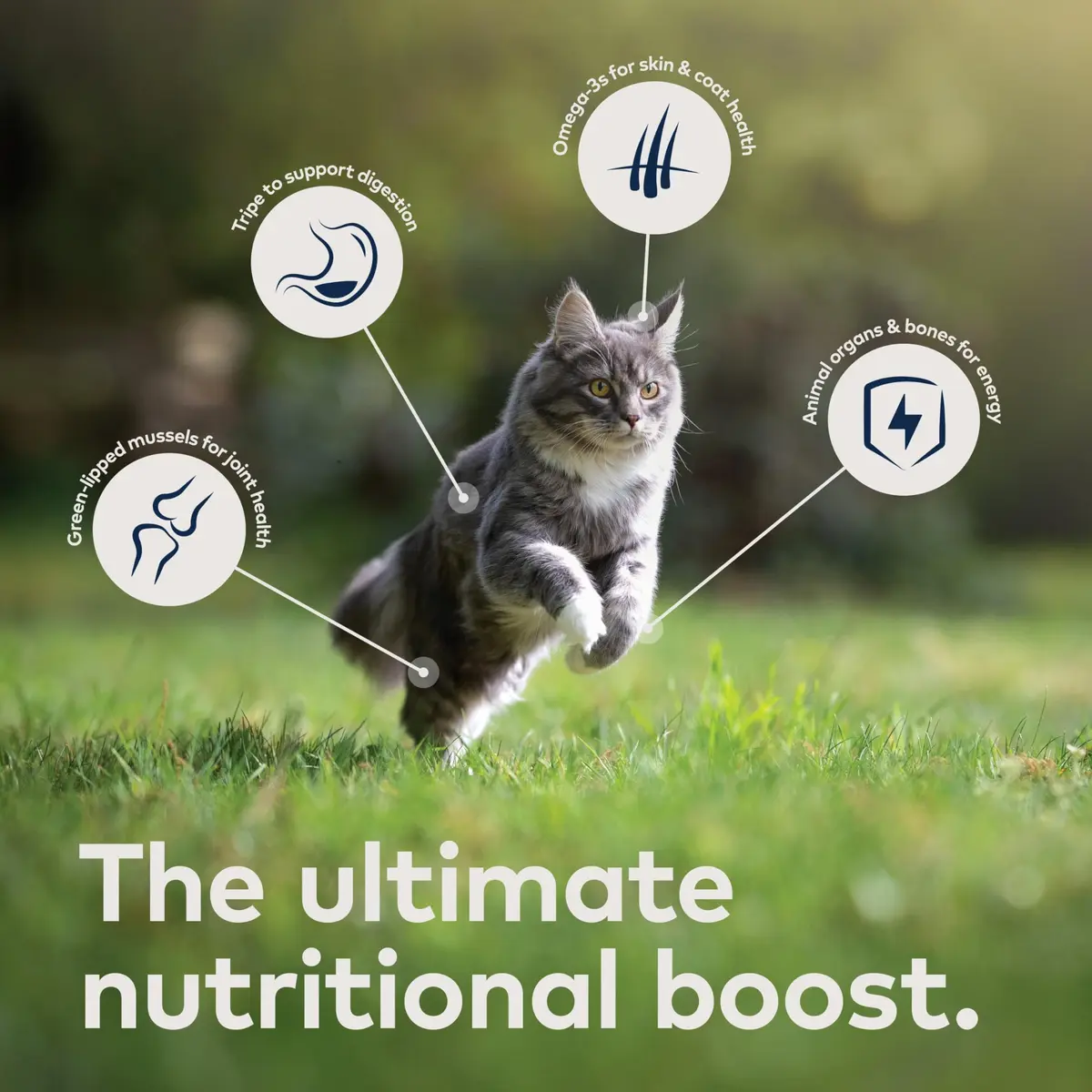 ZIWI Peak Canned Wet Cat Food Chicken 92% Meat & Organs | Grain-Free, High Protein, Moisture Rich - view 4