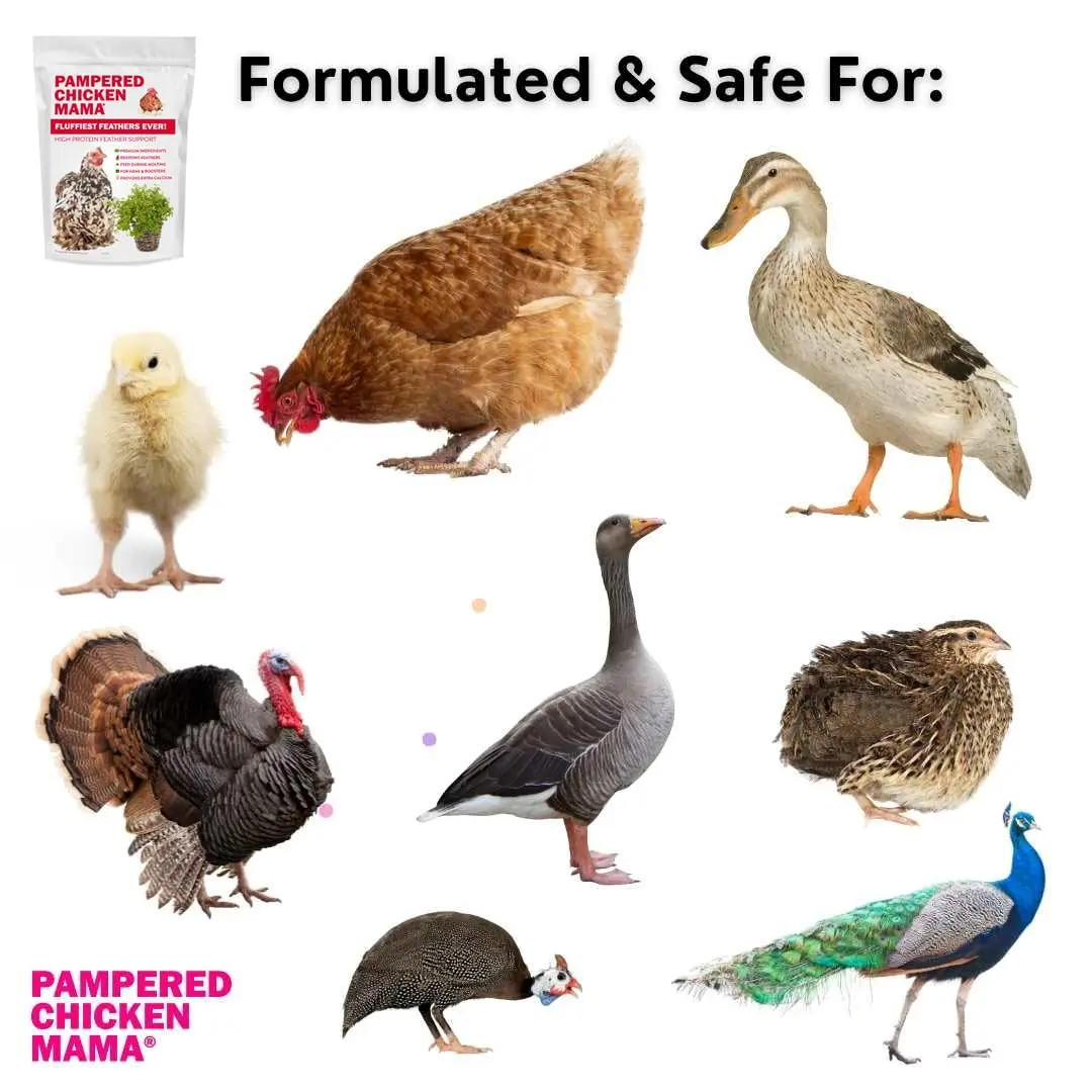 Pampered Chicken Mama Molting Supplement for Chickens 2 pounds | Supports Feather Growth & Chicken Health - view 7