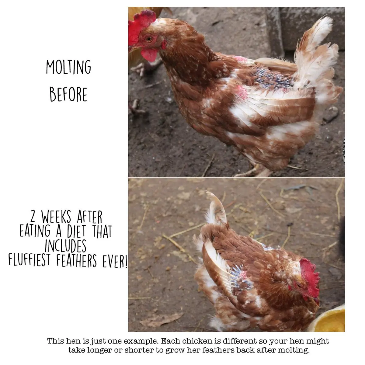 Pampered Chicken Mama Molting Supplement for Chickens 2 pounds | Supports Feather Growth & Chicken Health - view 2