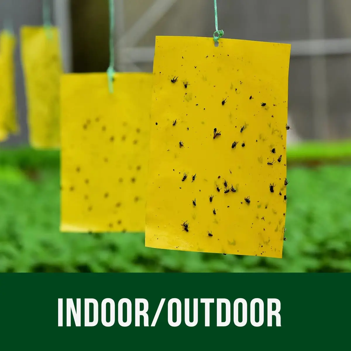 Garsum Yellow Sticky Traps 20 Pack 6x8 in | Natural Pest Control for Flying Insects - view 4
