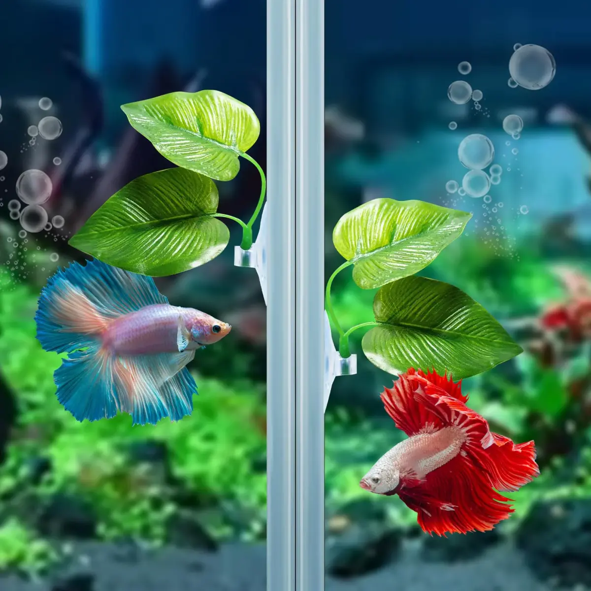 CousDUoBe 2 Pack Betta Fish Leaf Pad Hammock | Natural, Organic, Comfortable Rest Area for Fish Aquarium Ornaments - view 5