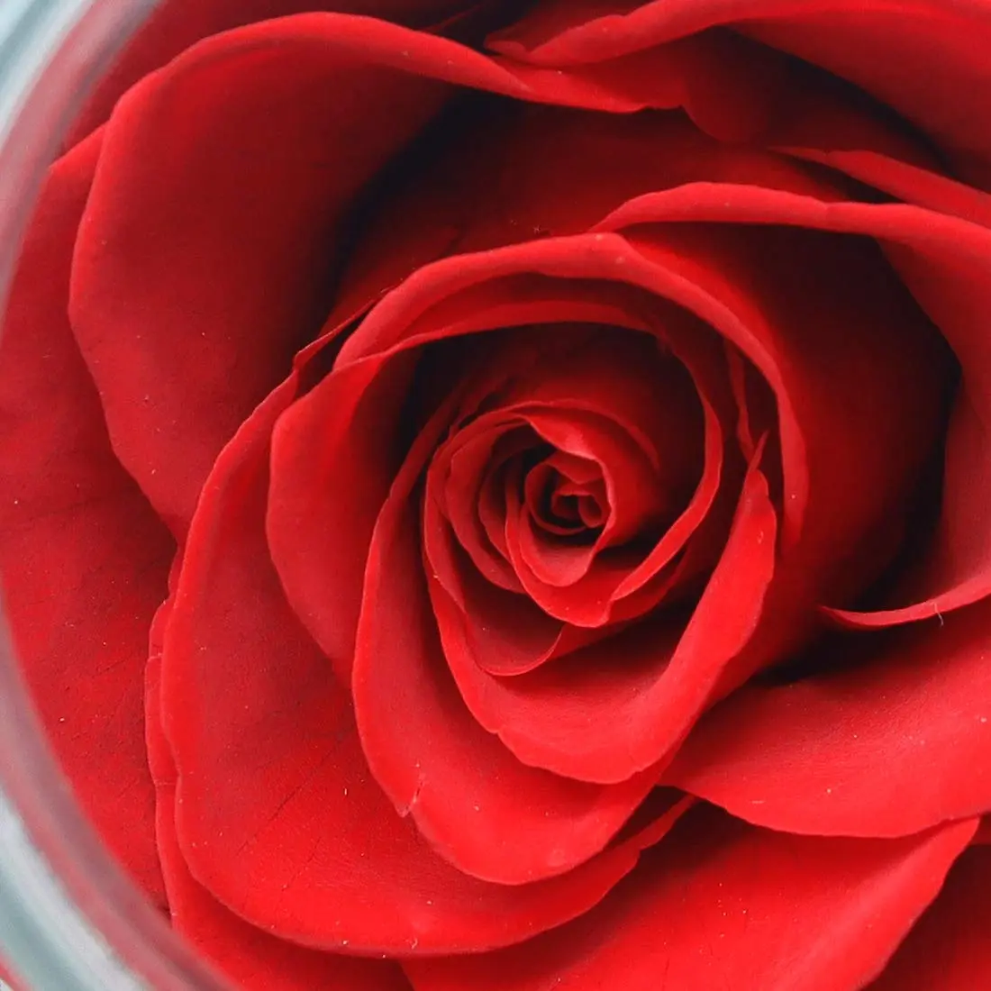 roliys Preserved Real Roses with Colorful Mood Light Wishing Bottle | Eternal Flower Decor - view 6