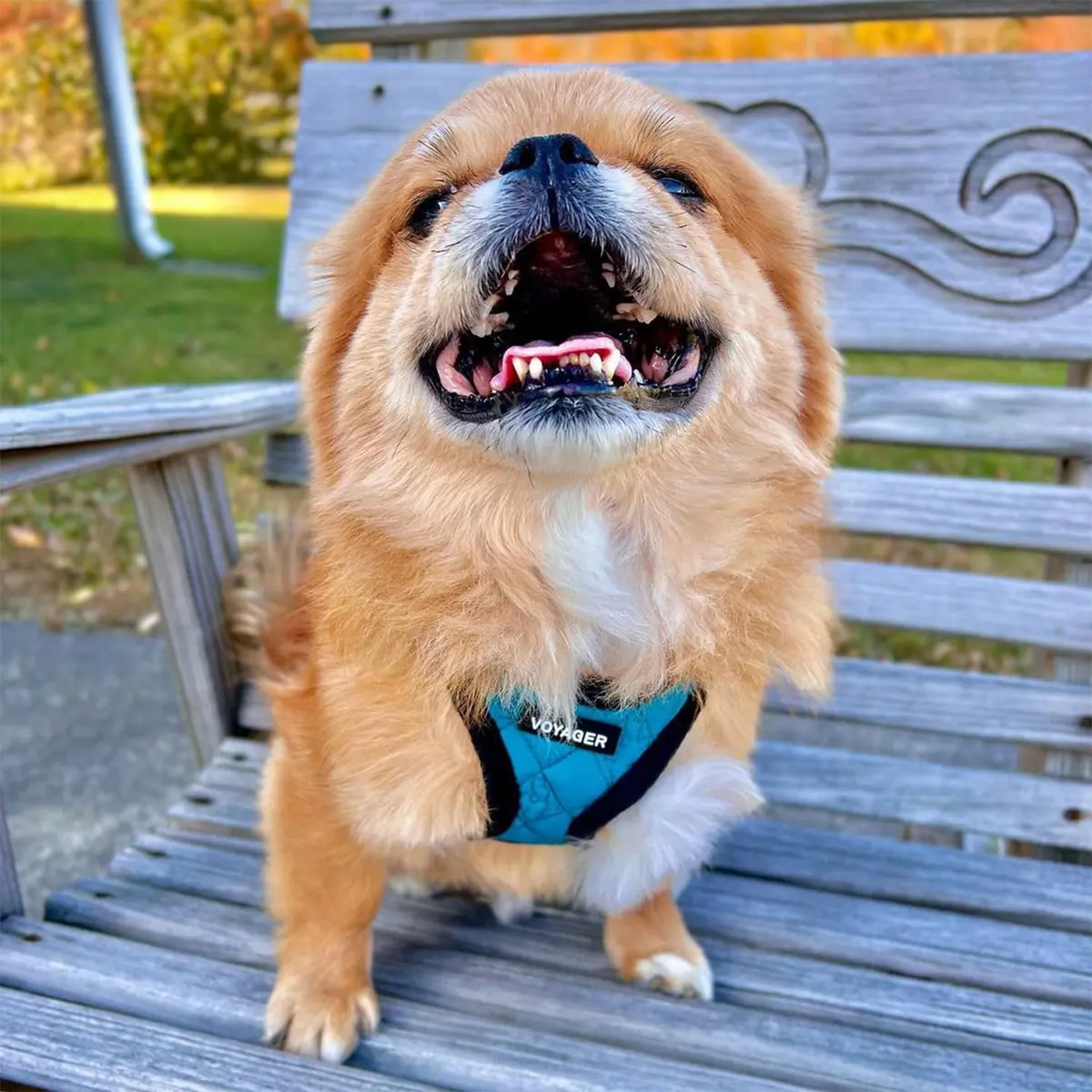 Best Pet Supplies Voyager Step-in Plush Dog Vest Harness -Turquoise Plush, XS | Breathable, Reflective & Easy to Wear - view 7