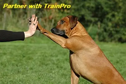 TrainPro Waterproof TPU Replacement Strap for Dog Training Collar, 27.5 in (70 cm) | Universal Fit for Bark & Shock Collars - view 9