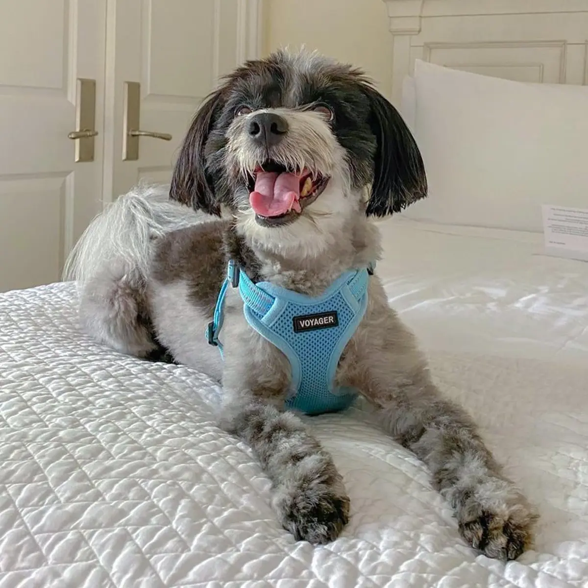 Best Pet Supplies Voyager Adjustable Step-In Mesh Dog Harness for Small Medium Large Dogs (Baby Blue), L | Breathable & Reflective Fit - view 7