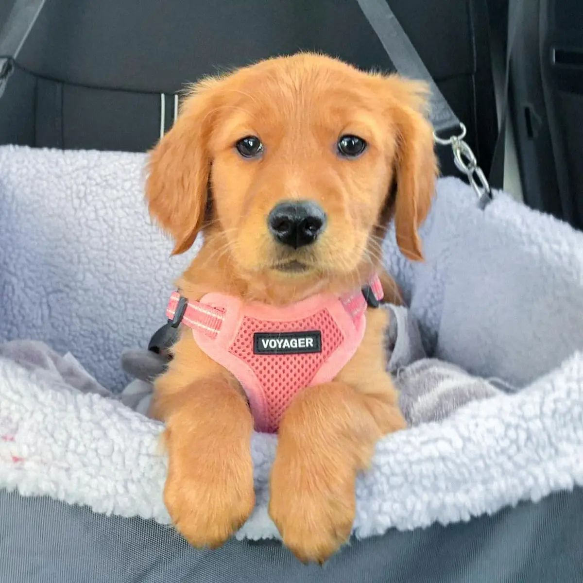 Best Pet Supplies Voyager Step-in Flex Dog Harness - Pink, Medium | Adjustable, Breathable & Reflective - view 7