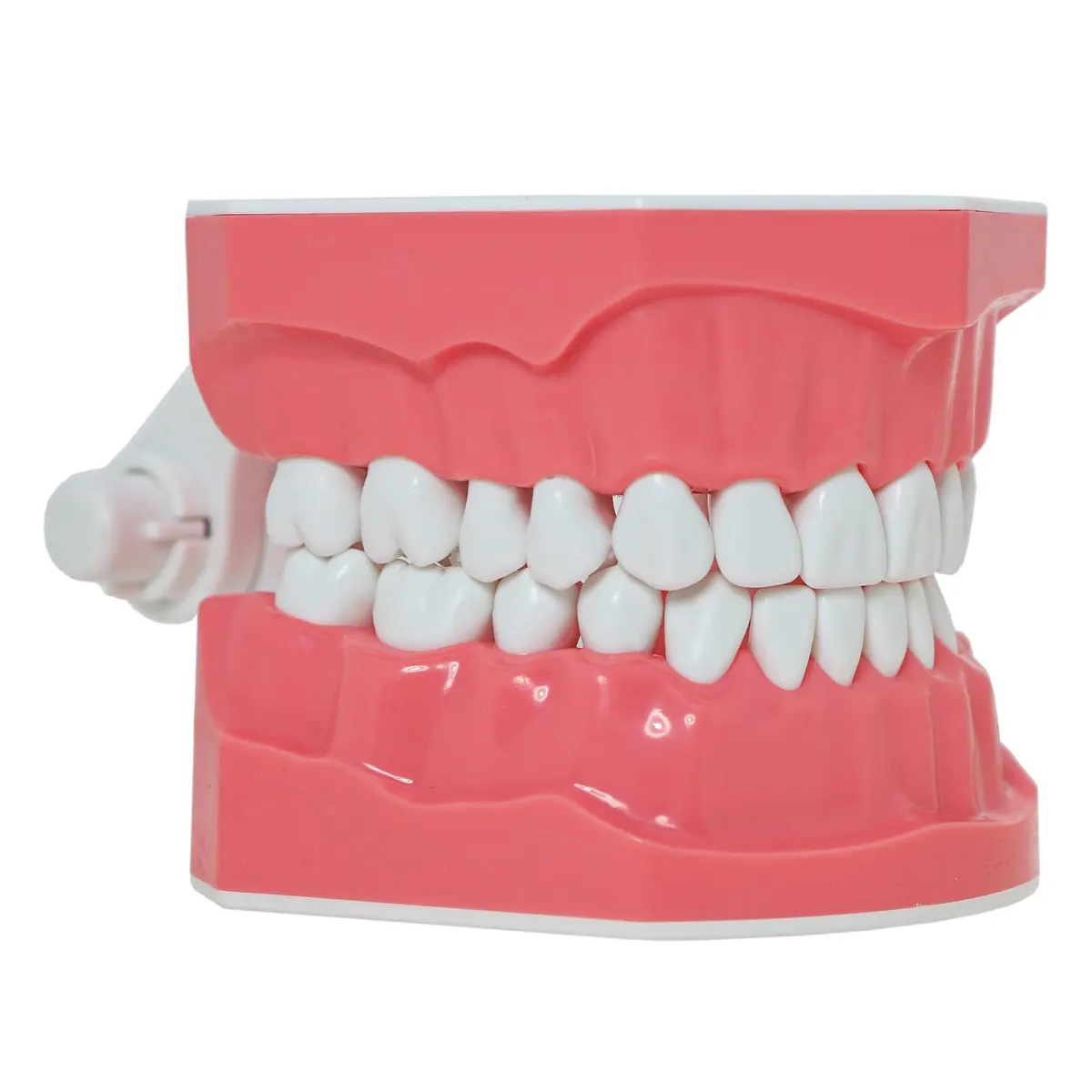 Dentalmall Dental Model Brushing Flossing Practice Teeth Typodonts Mode Gingiva Visible Anatomic Demonstration Teaching Studying Standard Size | Anatomical Dental Model for Education - view 4