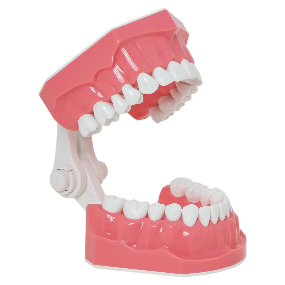 Dentalmall Dental Model Brushing Flossing Practice Teeth Typodonts Mode Gingiva Visible Anatomic Demonstration Teaching Studying Standard Size | Anatomical Dental Model for Education - view 5
