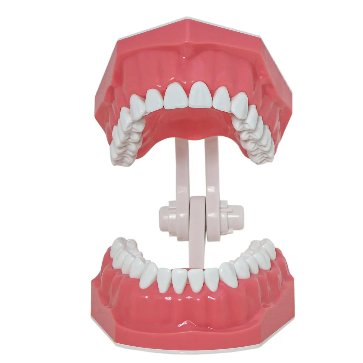 Dentalmall Dental Model Brushing Flossing Practice Teeth Typodonts Mode Gingiva Visible Anatomic Demonstration Teaching Studying Standard Size | Anatomical Dental Model for Education - view 6
