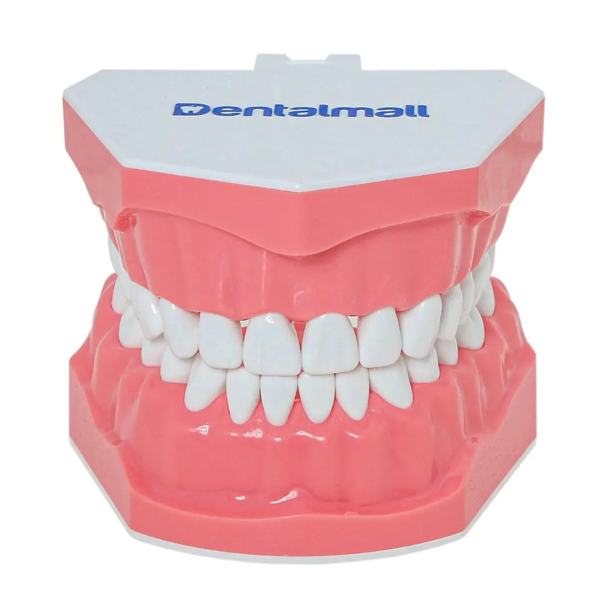 Dentalmall Dental Model Brushing Flossing Practice Teeth Typodonts Mode Gingiva Visible Anatomic Demonstration Teaching Studying Standard Size | Anatomical Dental Model for Education - main product image