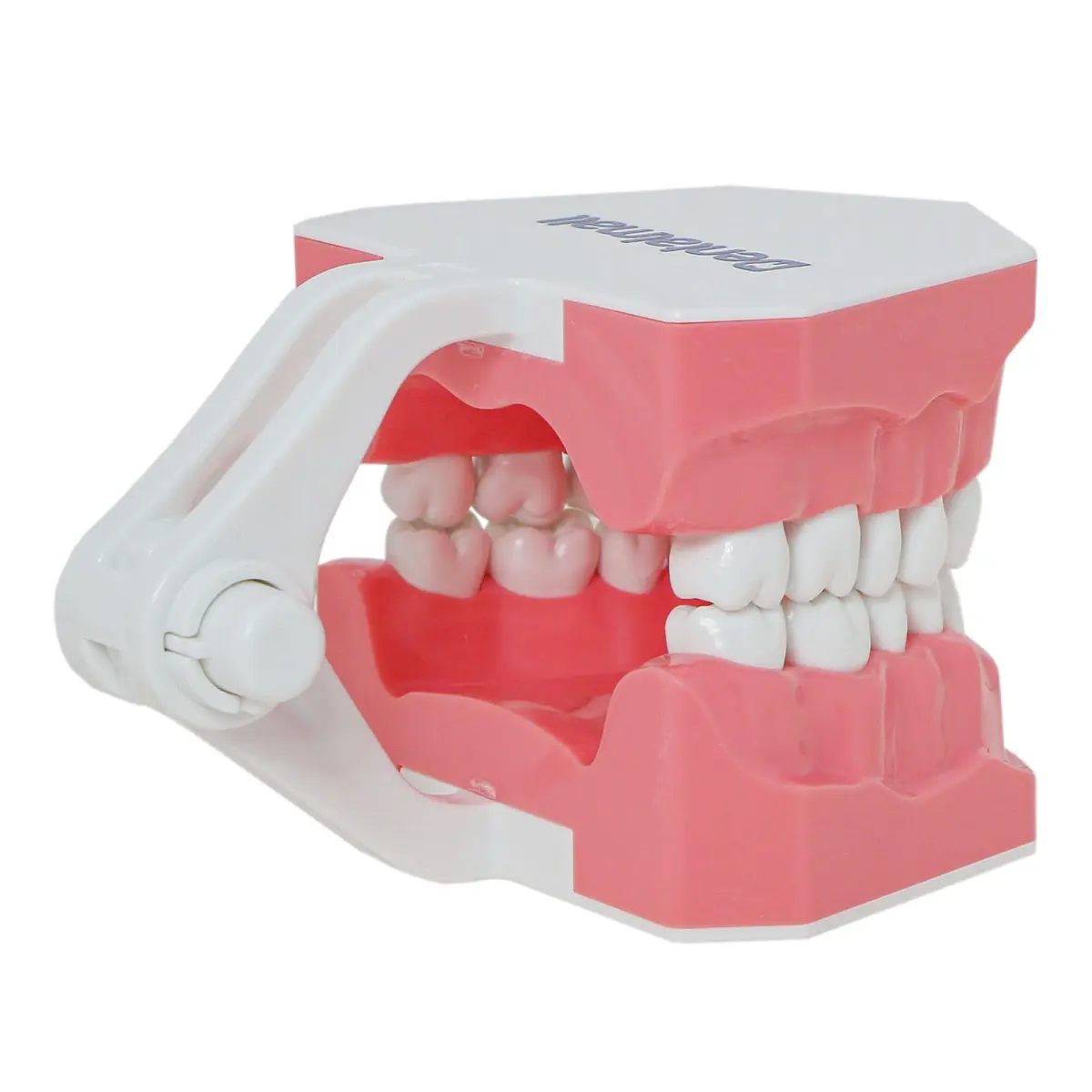 Dentalmall Dental Model Brushing Flossing Practice Teeth Typodonts Mode Gingiva Visible Anatomic Demonstration Teaching Studying Standard Size | Anatomical Dental Model for Education - view 7