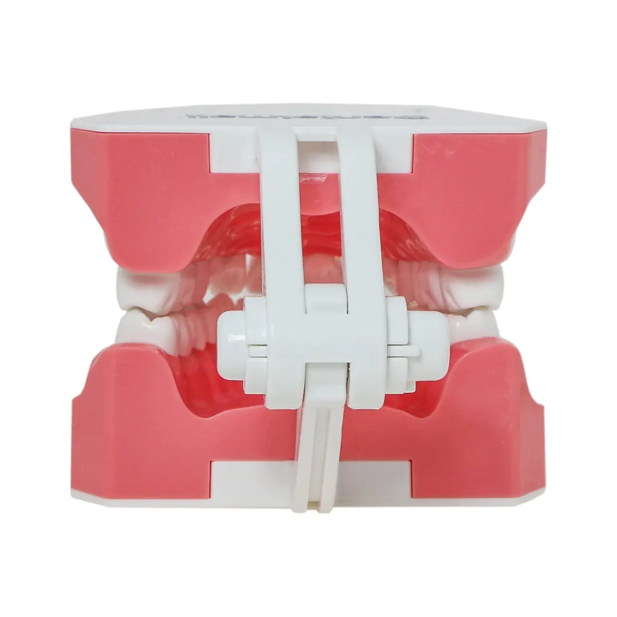 Dentalmall Dental Model Brushing Flossing Practice Teeth Typodonts Mode Gingiva Visible Anatomic Demonstration Teaching Studying Standard Size | Anatomical Dental Model for Education - view 8
