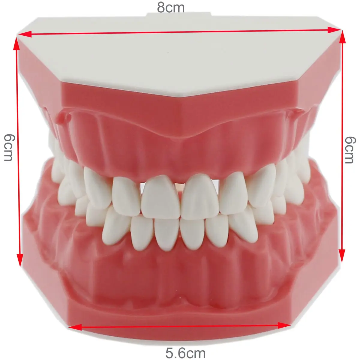 Dentalmall Dental Model Brushing Flossing Practice Teeth Typodonts Mode Gingiva Visible Anatomic Demonstration Teaching Studying Standard Size | Anatomical Dental Model for Education - view 9