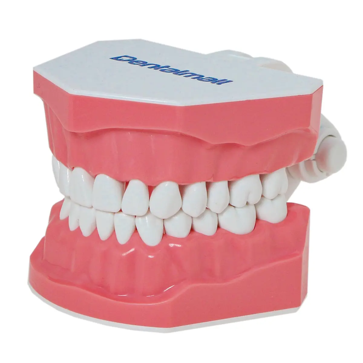Dentalmall Dental Model Brushing Flossing Practice Teeth Typodonts Mode Gingiva Visible Anatomic Demonstration Teaching Studying Standard Size | Anatomical Dental Model for Education - view 2