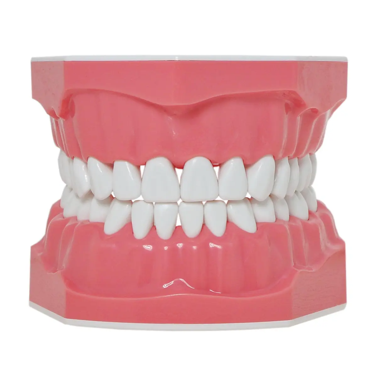 Dentalmall Dental Model Brushing Flossing Practice Teeth Typodonts Mode Gingiva Visible Anatomic Demonstration Teaching Studying Standard Size | Anatomical Dental Model for Education - view 3