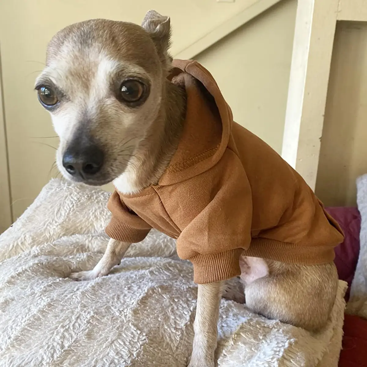 JECIKELON Small Dog Hoodie with Pocket | Warm Fleece Winter Coat for Pets (70-120 chars) - view 5