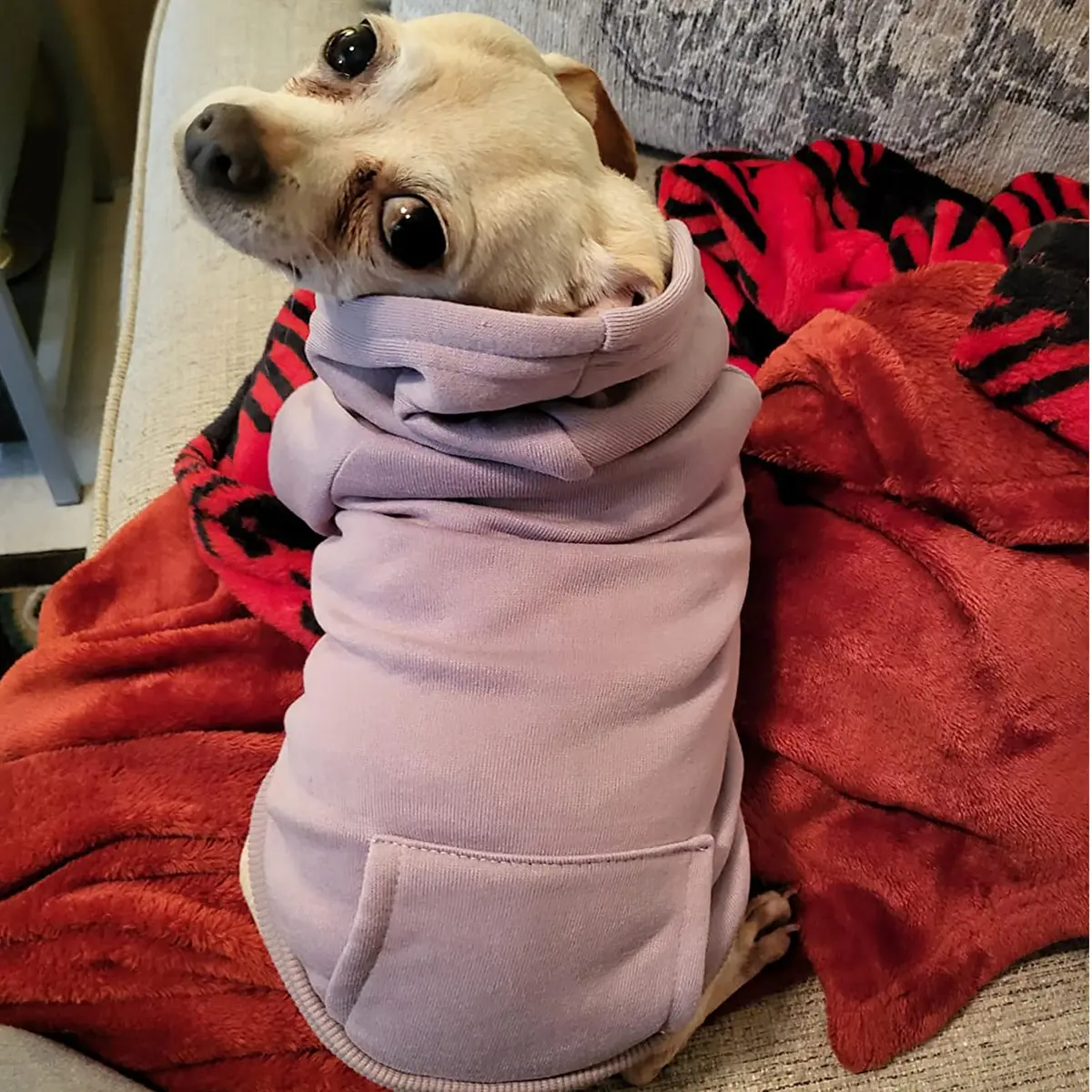 JECIKELON Small Dog Hoodie with Pocket & Hat | Warm Fleece Winter Coat (17cm/6.7in) - view 5