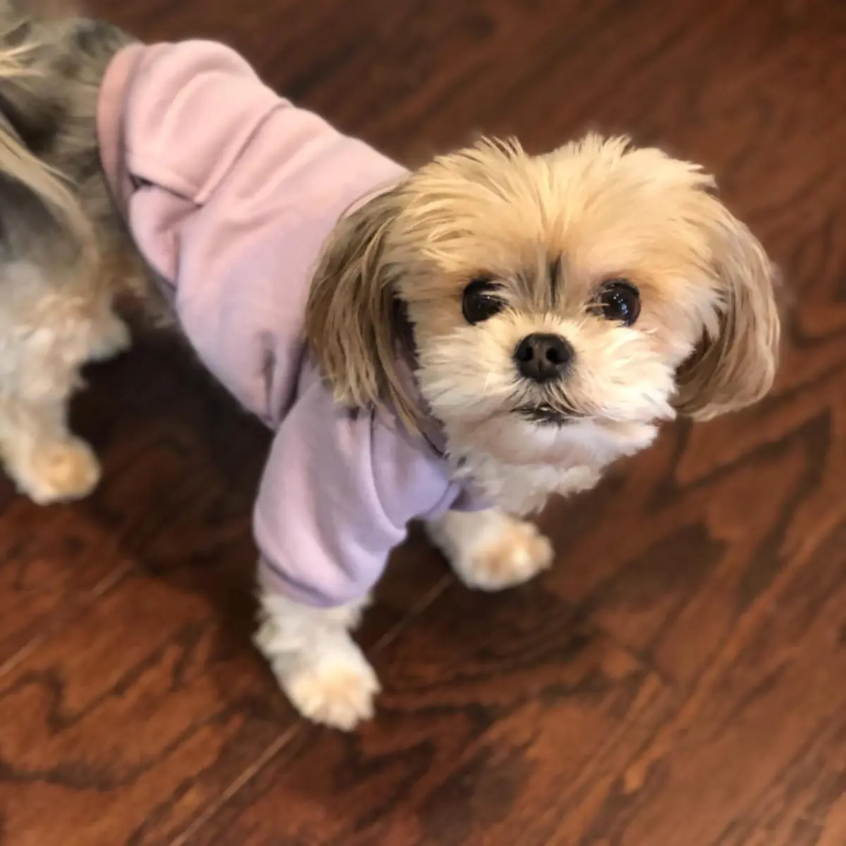 JECIKELON Small Dog Hoodie with Pocket & Hat | Warm Fleece Winter Coat (17cm/6.7in) - view 2