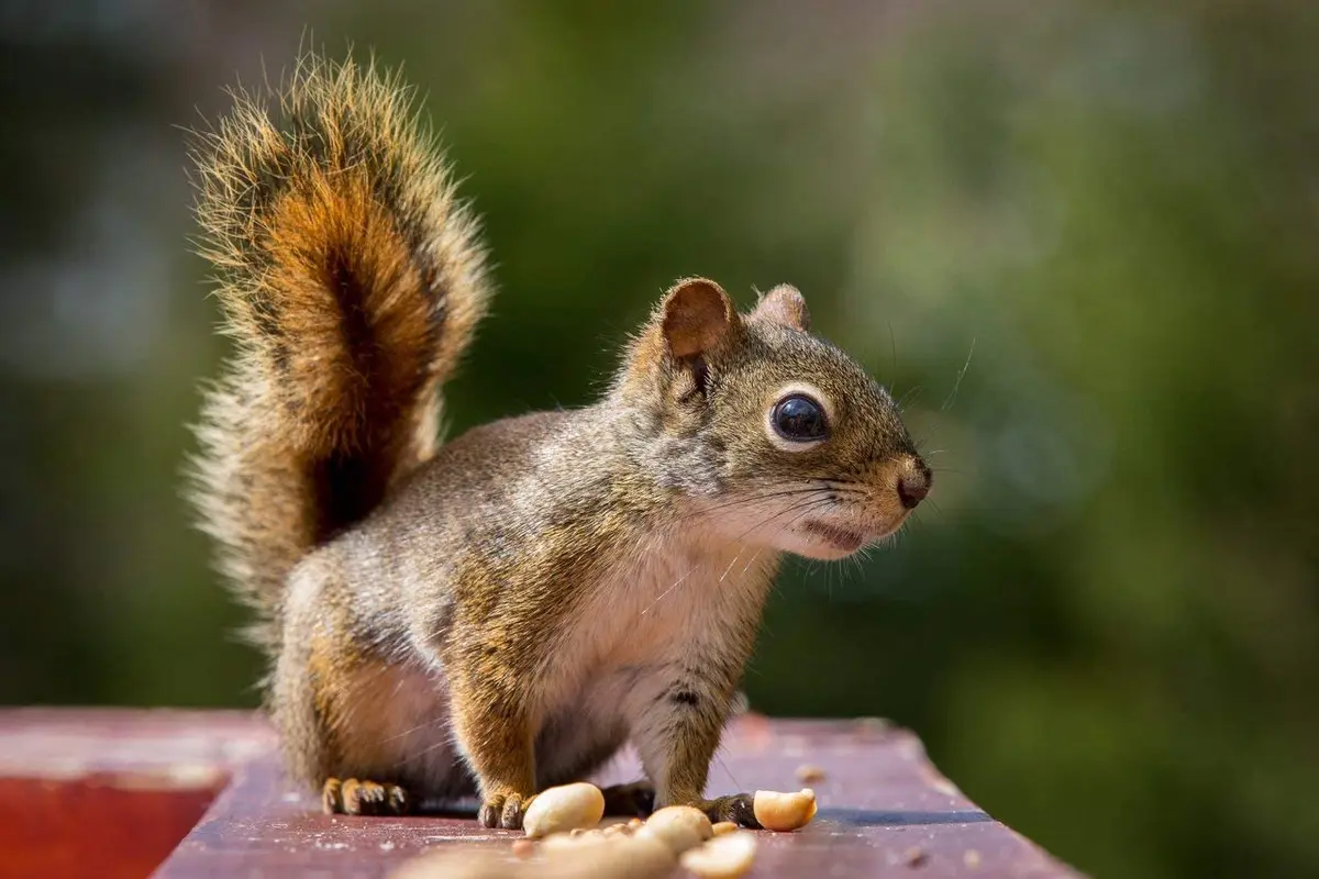 Wakefield Virginia Peanuts Animal Grade Raw Wildlife Peanuts, 10 LBS | Unsalted, Shelled & High Energy for Wildlife in India - view 9