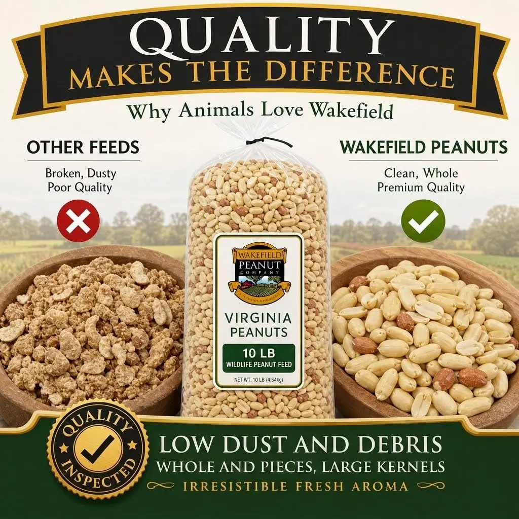 Wakefield Virginia Peanuts Animal Grade Raw Wildlife Peanuts, 10 LBS | Unsalted, Shelled & High Energy for Wildlife in India - view 3