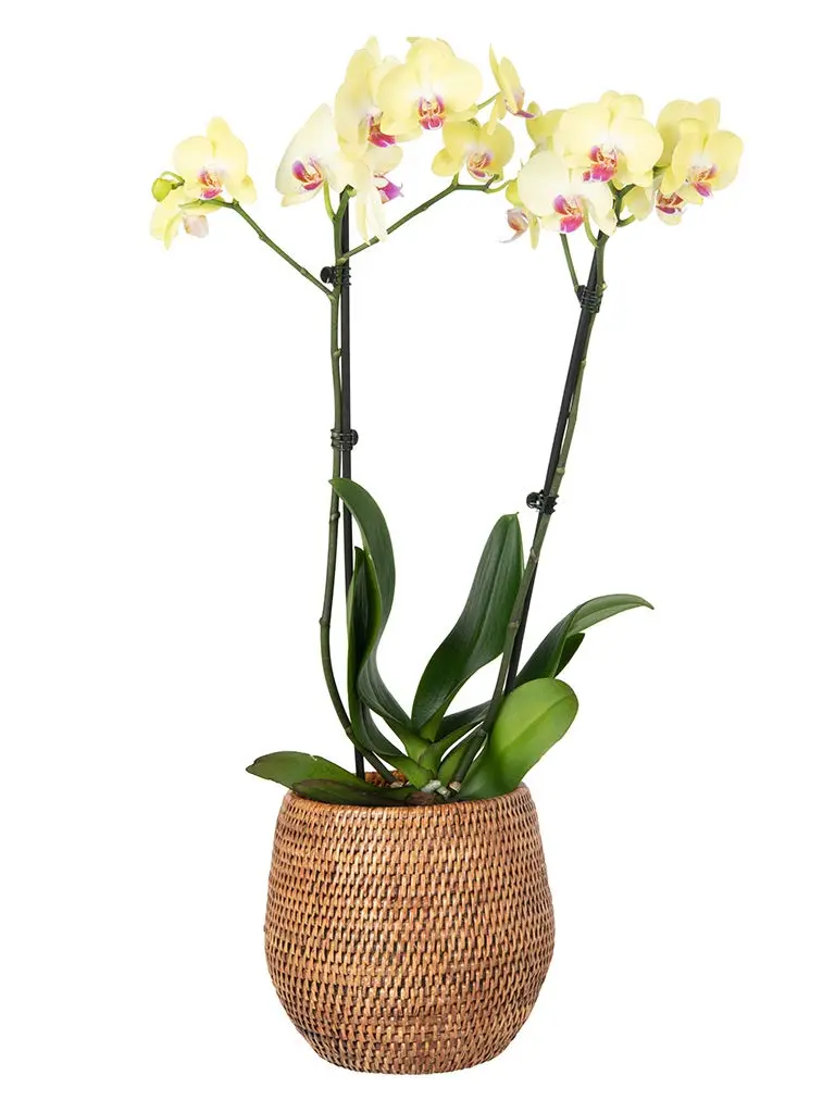 Kouboo La Jolla Coco Rattan Bowl Small Planter | Handcrafted Indoor Decor (70-120 chars) - view 5