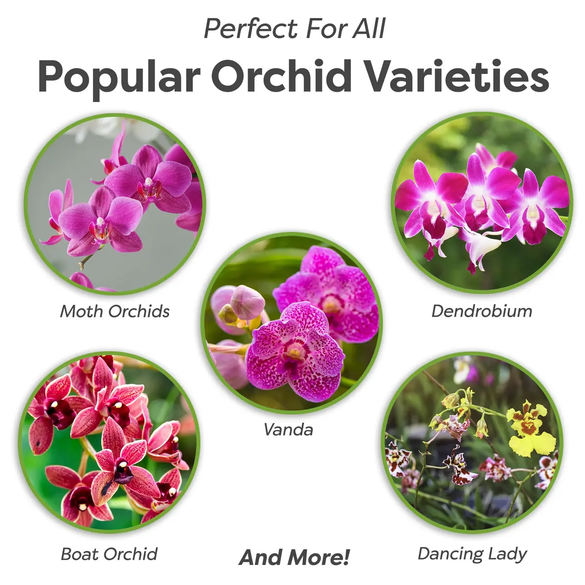 Perfect Plants Orchid Potting Mix, 1 qt, Bark Blend for Phalaenopsis | Well-Balanced Orchid Root Environment - view 2