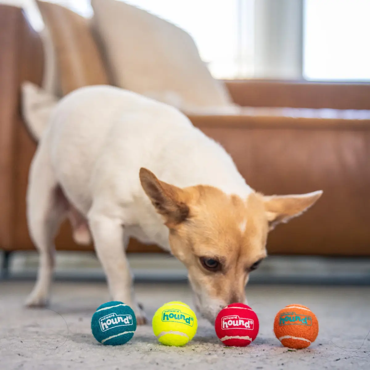 Outward Hound Squeaker Ballz Tiny Tennis Balls for Small Dogs Under 15 lbs, Fetch & Training, X-Small (1.5 inch / 3.8 cm), 4-Pack - view 5