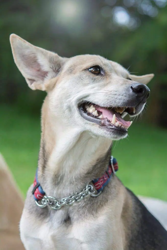 Tuff Pupper Martingale Dog Collar Medium 16-24" Neck | Adjustable Nylon & Stainless Steel Chain for Training - view 9