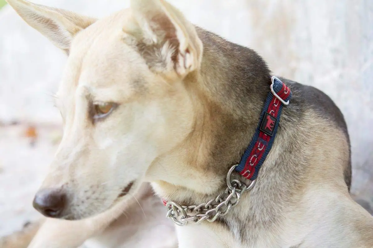 Tuff Pupper Martingale Dog Collar for Small Dogs (12-20" Neck) | Gentle Nylon & Stainless Steel Chain for Training - view 6