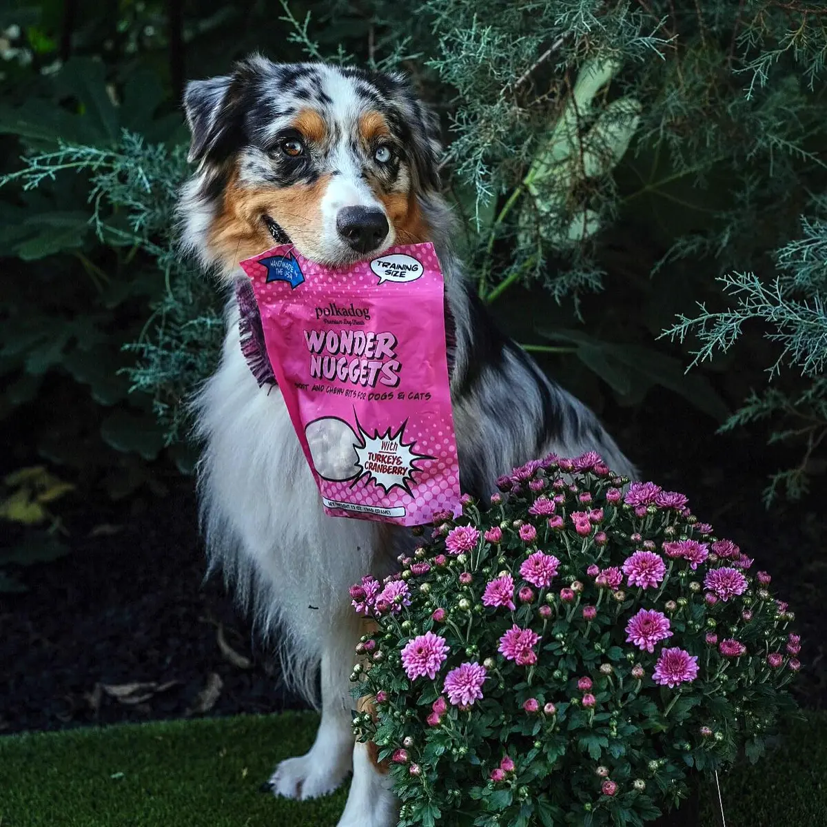 Polkadog Turkey & Cranberry Wonder Nuggets | Soft & Chewy Dog Treats for All Sizes - view 5