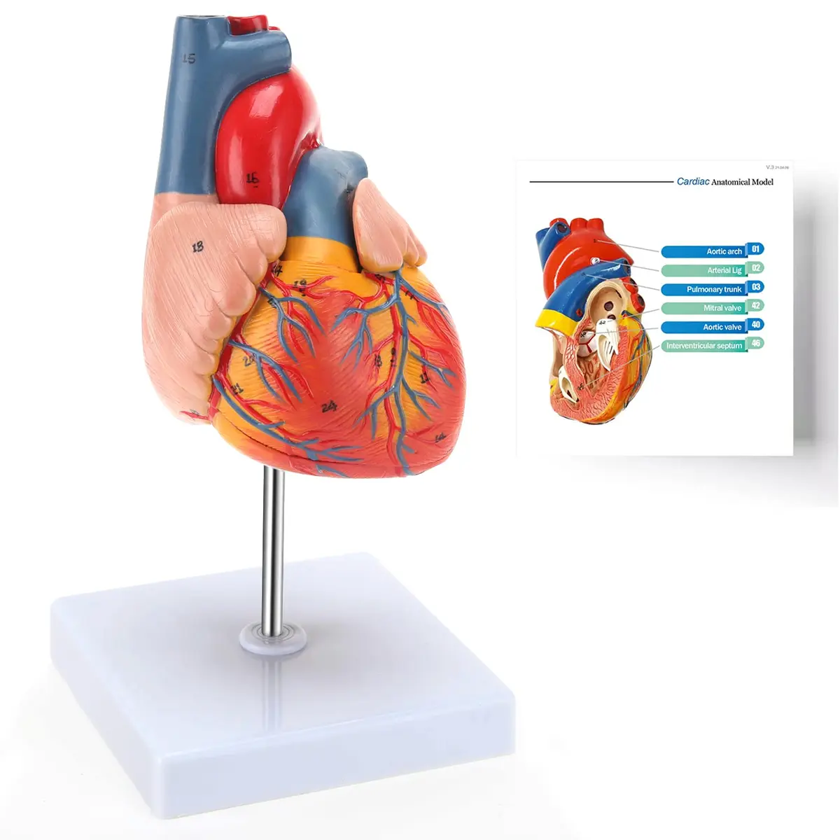 RONTEN Human Heart Model, 2-Part Life Size Anatomically Accurate, Hand-Painted, Magnetic, PVC, Medical-Grade, for Education & Medical Study - main product image