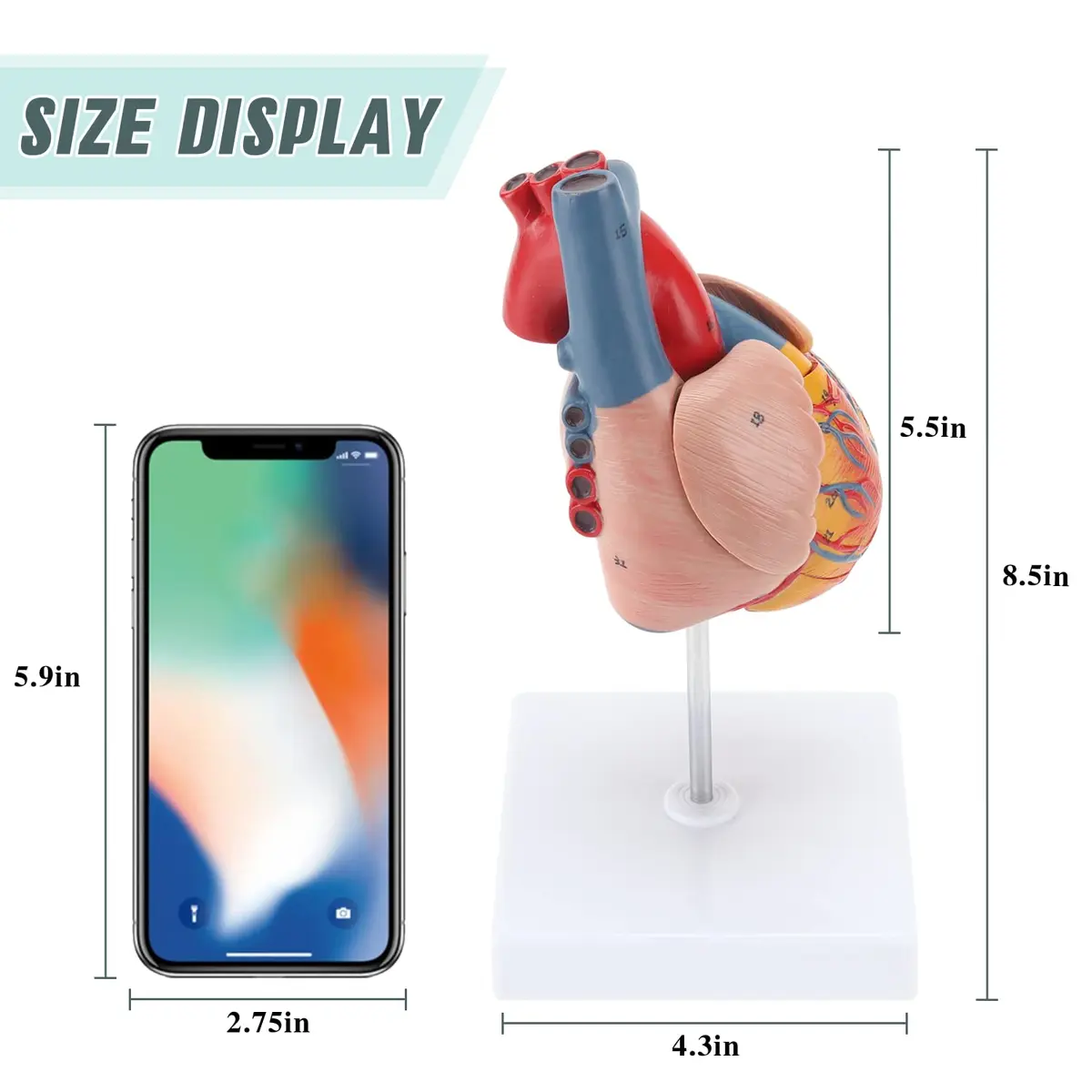 RONTEN Human Heart Model, 2-Part Life Size Anatomically Accurate, Hand-Painted, Magnetic, PVC, Medical-Grade, for Education & Medical Study - view 5