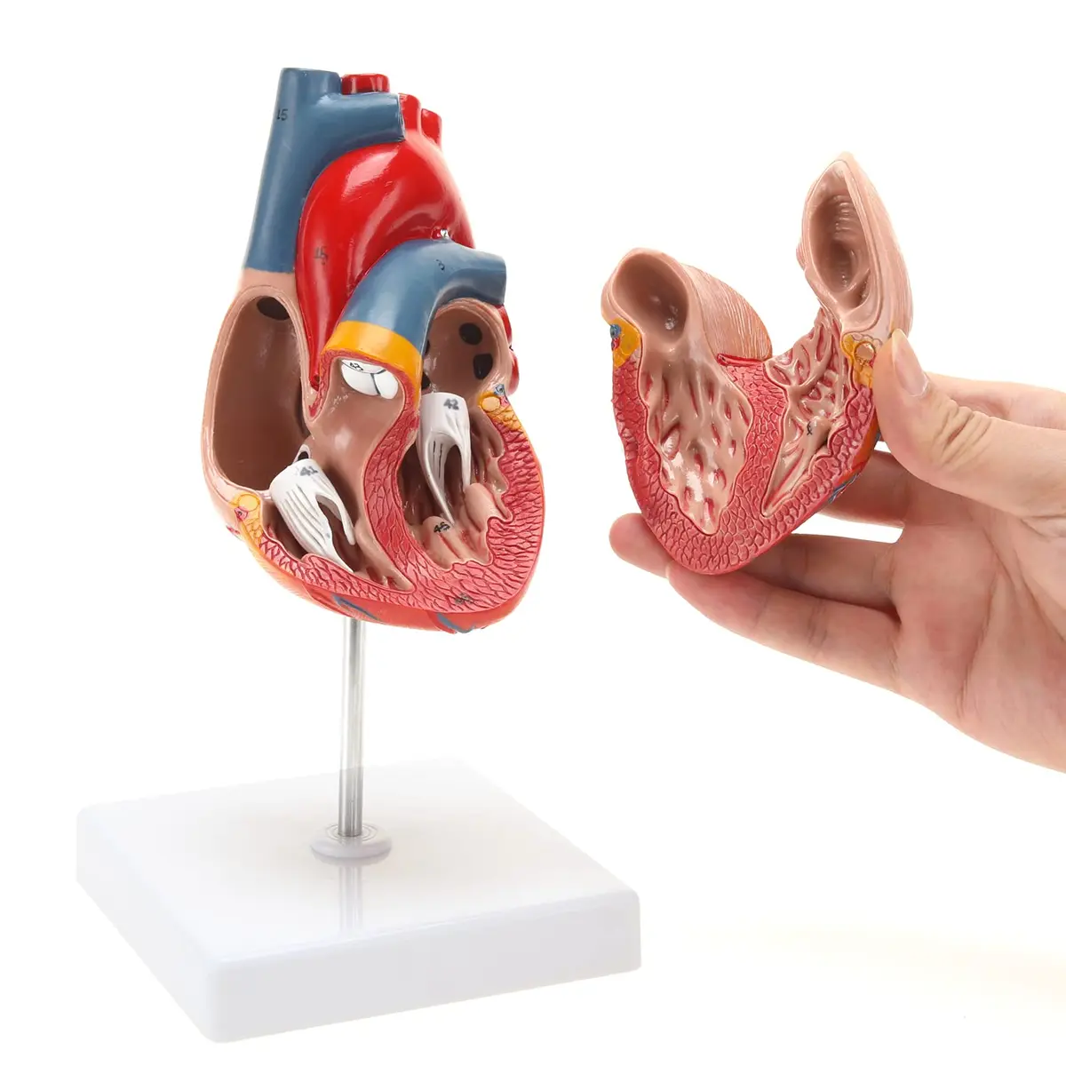 RONTEN Human Heart Model, 2-Part Life Size Anatomically Accurate, Hand-Painted, Magnetic, PVC, Medical-Grade, for Education & Medical Study - view 2