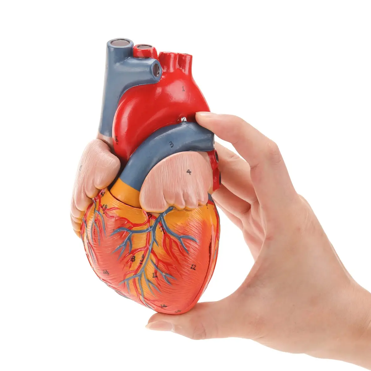 RONTEN Human Heart Model, 2-Part Life Size Anatomically Accurate, Hand-Painted, Magnetic, PVC, Medical-Grade, for Education & Medical Study - view 3