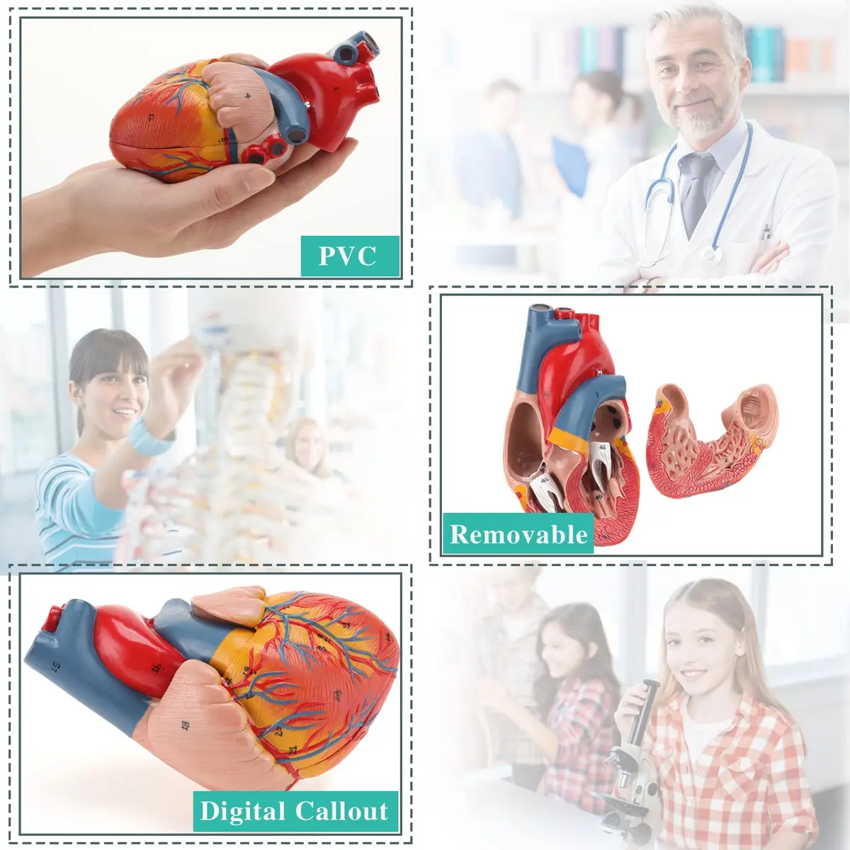 RONTEN Human Heart Model, 2-Part Life Size Anatomically Accurate, Hand-Painted, Magnetic, PVC, Medical-Grade, for Education & Medical Study - view 4