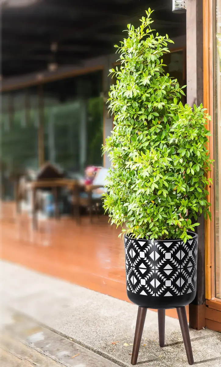 D'vine Dev Planter Pot with Wood Stand 12 in | Mid-Century Modern Indoor Plant Display - view 6