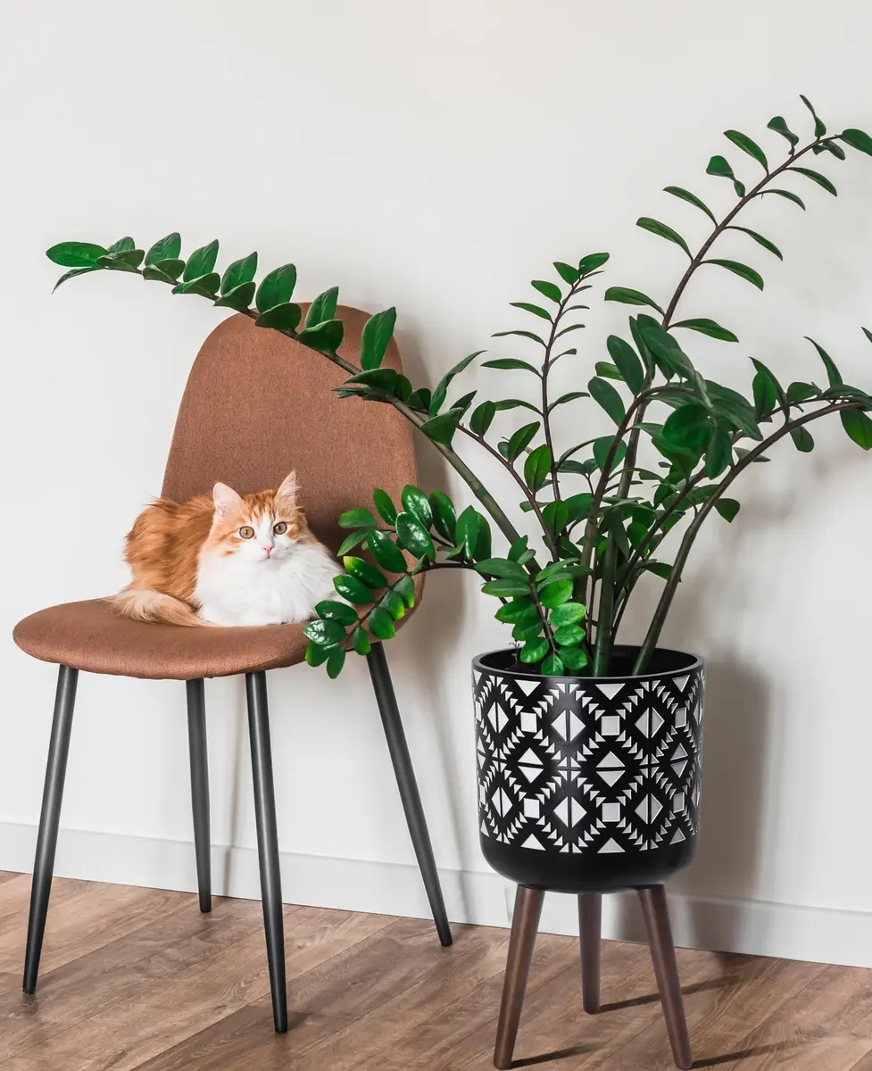 D'vine Dev Planter Pot with Wood Stand 12 in | Mid-Century Modern Indoor Plant Display - view 2