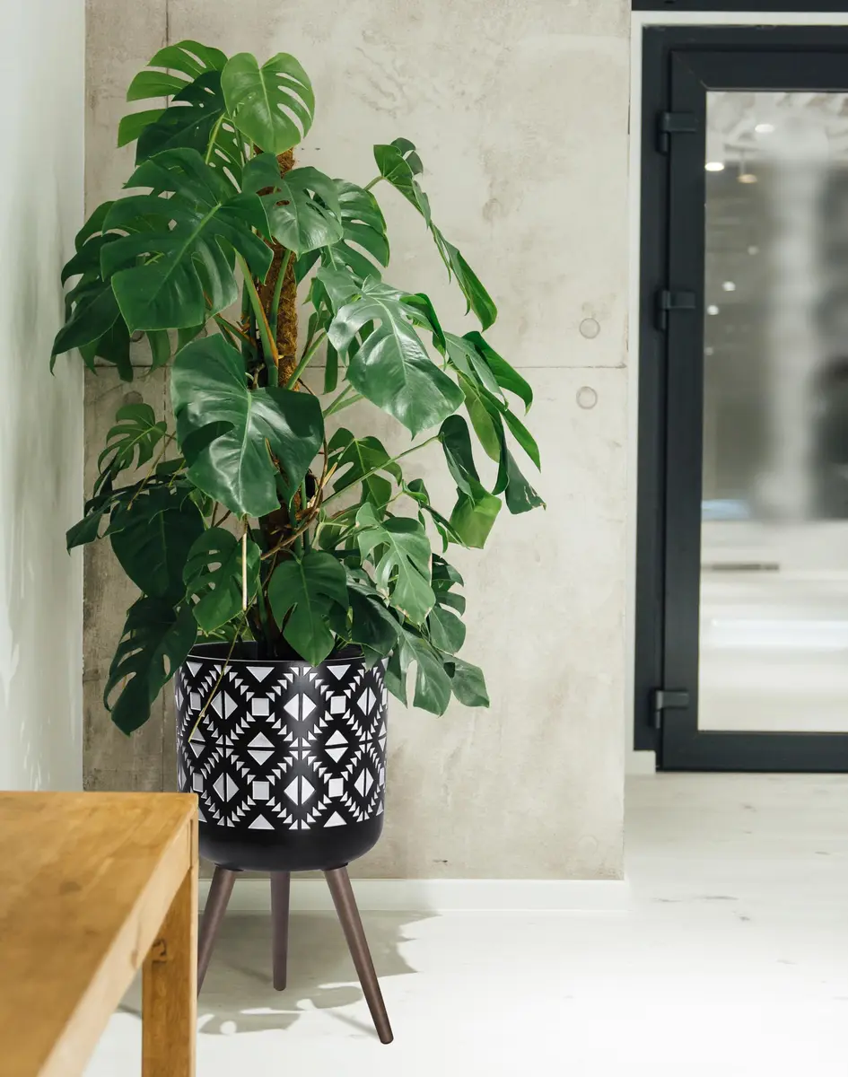 D'vine Dev Planter Pot with Wood Stand 14 in | Mid-Century Modern Indoor Plant Display - view 6