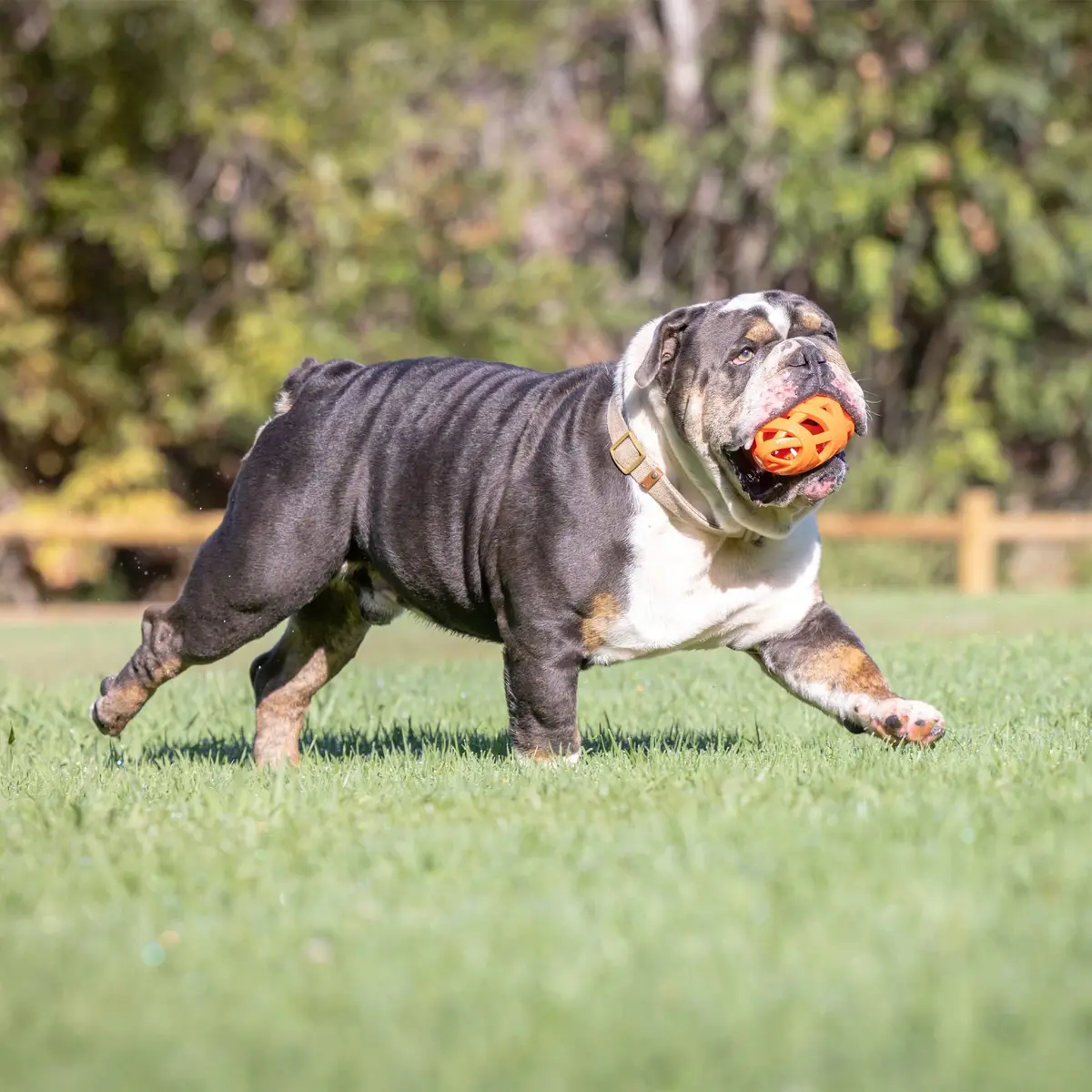 Chuckit! Air Fetch Football Dog Toy, Orange | Breathable, Buoyant & Suitable for All Breeds - view 2