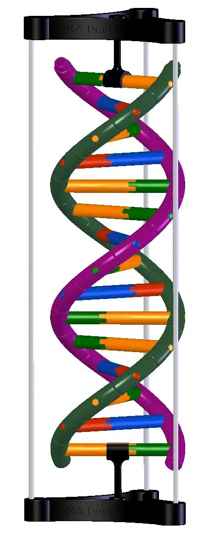 DNA Double Helix Model | Educational DNA Kit for Science Learning - main product image