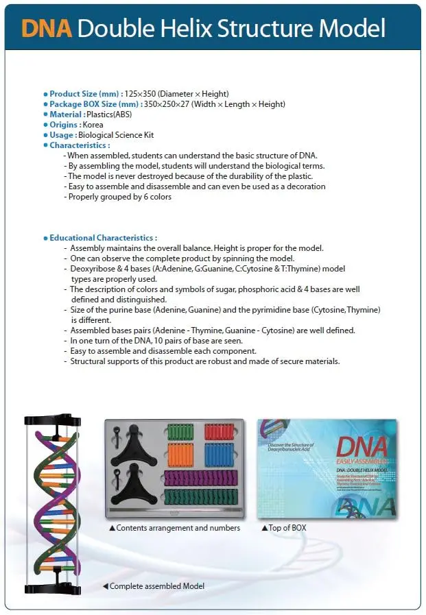 DNA Double Helix Model | Educational DNA Kit for Science Learning - view 2