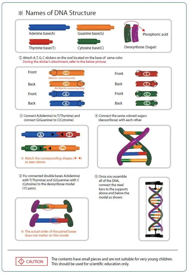 DNA Double Helix Model | Educational DNA Kit for Science Learning - view 5